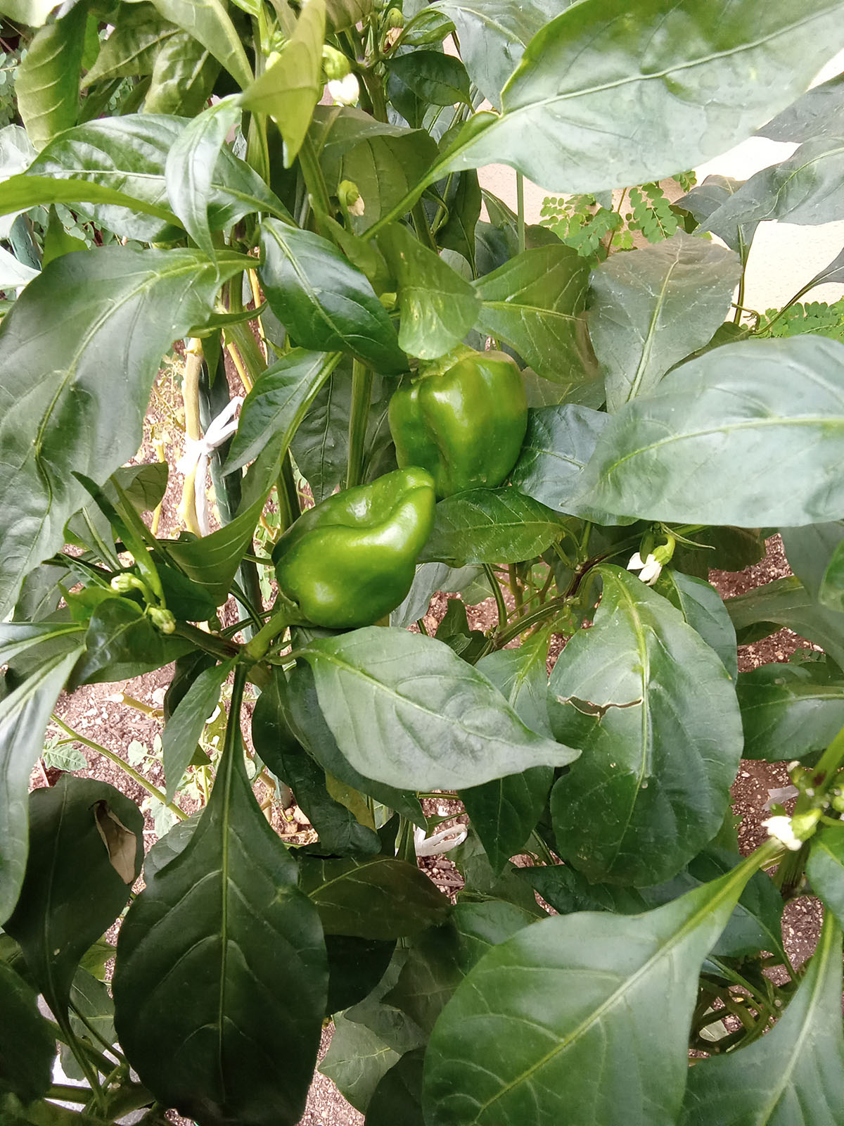 文京本郷高齢者在宅サービスセンター