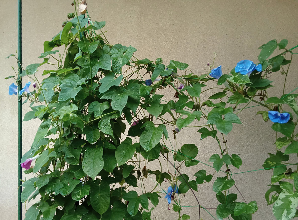 文京本郷高齢者在宅サービスセンター